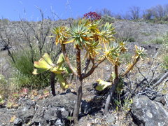 Euphorbia atropurpurea image