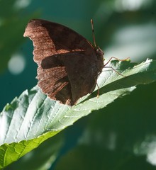 Junonia iphita