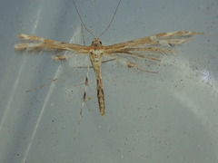 Dejongia lobidactylus