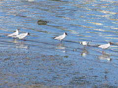 Chroicocephalus ridibundus