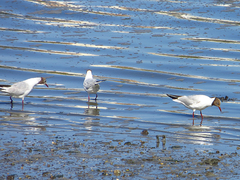 Chroicocephalus ridibundus