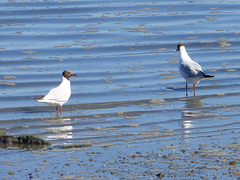 Chroicocephalus ridibundus