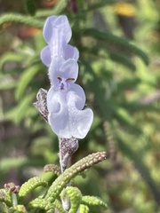 Salvia brandegeei