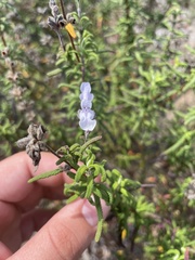 Salvia brandegeei