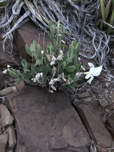 plateau rocktrumpet