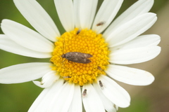 Parascythris muelleri