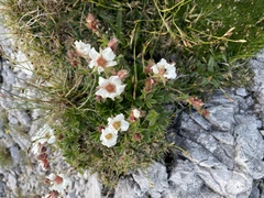 Potentilla clusiana
