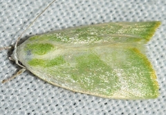 Earias albovenosana