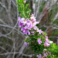 Indigofera flabellata