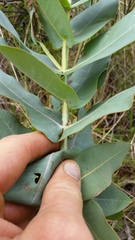 Eucalyptus nitens