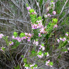 Indigofera flabellata