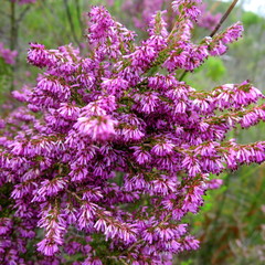 Erica uberiflora