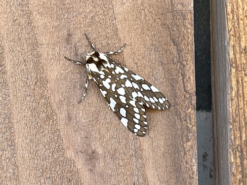 Lophocampa ingens