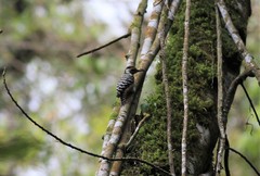 Dendrocopos analis