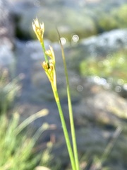 Juncus acutiflorus