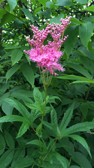 Filipendula rubra