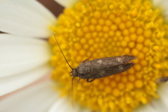 Parascythris muelleri