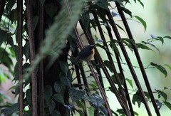 Ficedula hyperythra vulcani