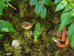 Neottia banksiana