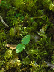 Neottia banksiana