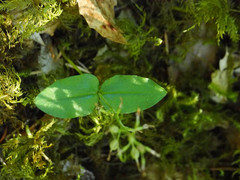 Neottia banksiana