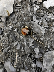 Bombus alpinus