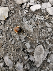 Bombus alpinus