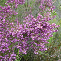 Erica uberiflora