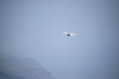 Thalasseus sandvicensis