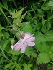 Melandrium