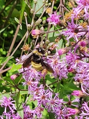 Bombus pensylvanicus image