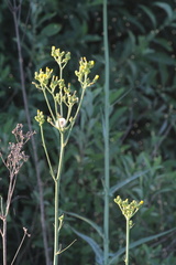 Sonchus palustris