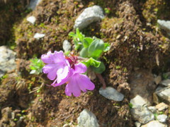 Primula integrifolia