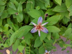 Tricyrtis