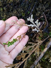 Selaginella pallescens