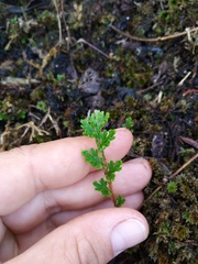 Selaginella pallescens