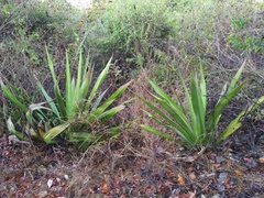 Furcraea guerrerensis