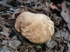 Boletus betulicola