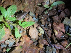 Microhyla ornata