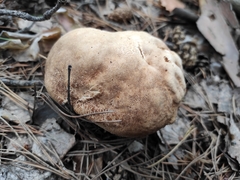Boletus betulicola