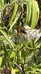 Eristalis pertinax