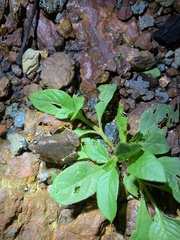 Microhyla ornata