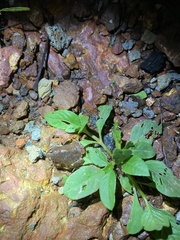 Microhyla ornata