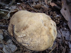 Boletus betulicola