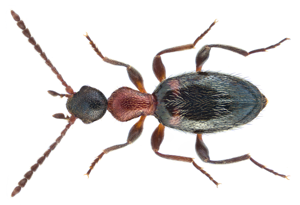 Anthelephila pedestris