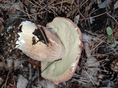 Boletus betulicola