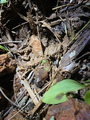 Microhyla ornata