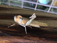 Abisares viridipennis