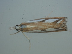 Catoptria latiradiellus