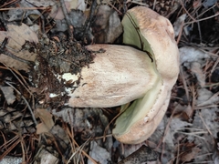 Boletus betulicola
